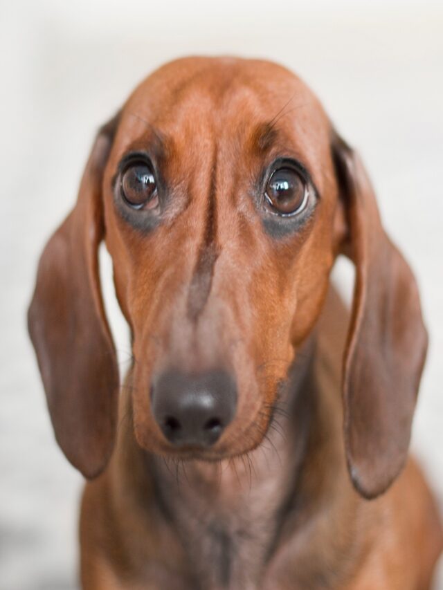 National Dog Day: Uniting to Save Lives and Transform Futures”